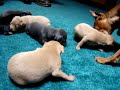 TWO WEEK OLD MINIATURE PINSCHERS PLAYING