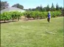 Backyard Agility With Betsie