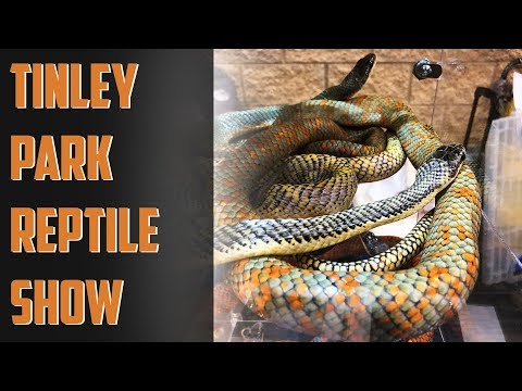 YouTube reptile video