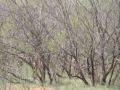 Video for Whitetail Hunting Ranch