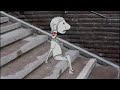 Jacko episode 5