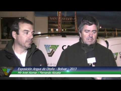 Cabañasbovinas.com - Exposición Angus de Otoño 2013 - Alomar / Alzueta