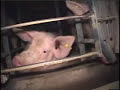 Overlooked: The Lives of Animals Raised for Food