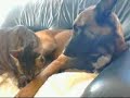 Love between cat and dog Love between cat and dog
