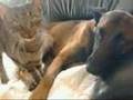 Love between cat and dog