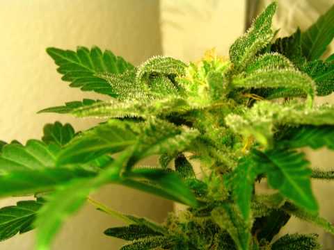 how to grow z-strain