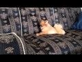【ポメラニアン★ストレッチ運動中】 Pomeranian has a good sense of rhythm.