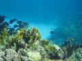 Snorkeling West Bay part 1, Roatan, Honduras