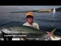 Sydney Harbour kingfish, 108cm 10kg