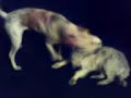 Dinho clips amor es perros