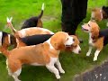 Beaglemeute De Kempen