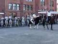 Escorte Royale / Koninklijk Escorte