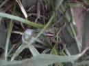 Spider with baby spiders swarming it