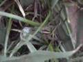 Spider-with-baby-spi