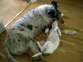 My dog sounds like a cow / bear