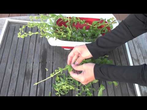 how to harvest and use stevia