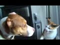 Cão vs gato