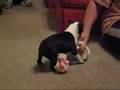Miley the Boston Terrier Puppy - A Real Wild Pup!