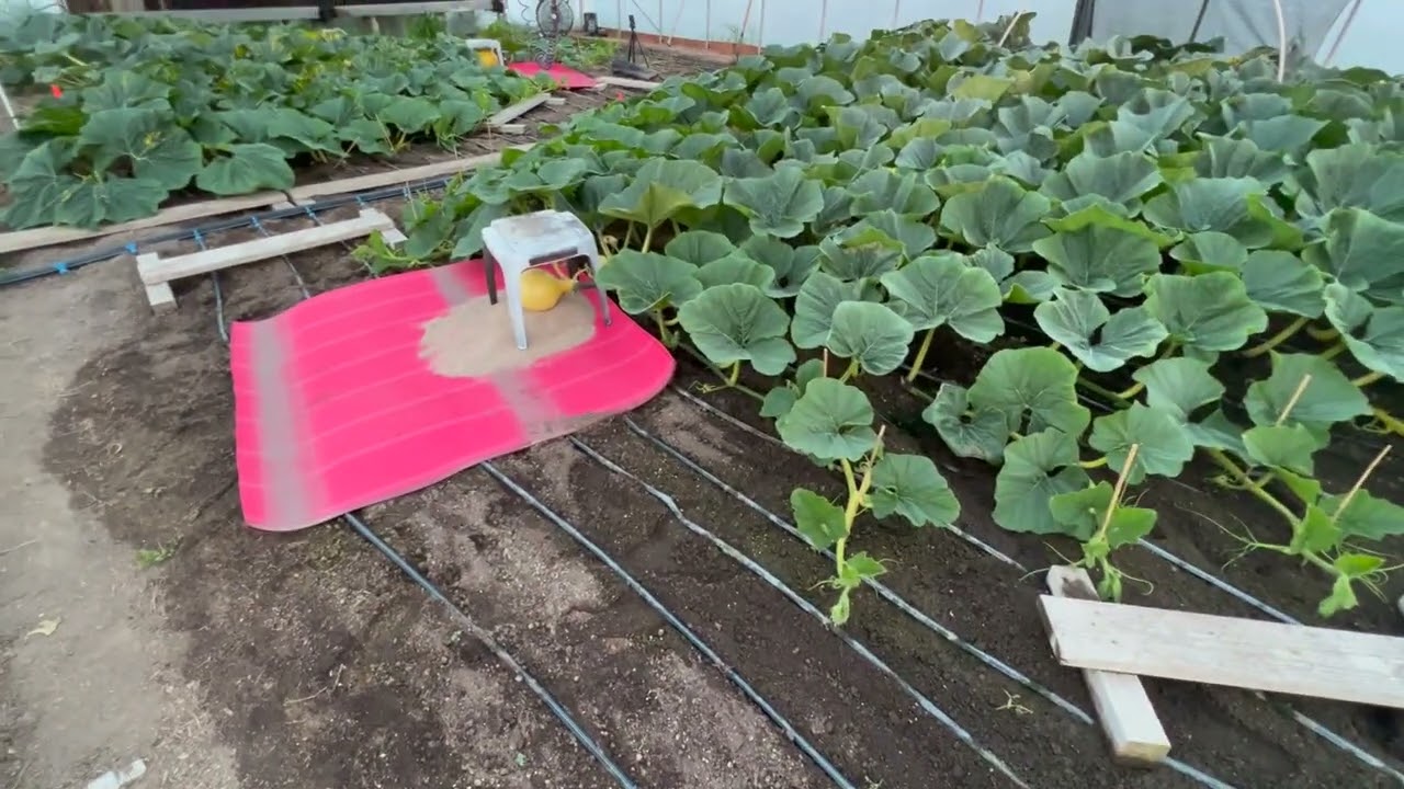 Grow a GIANT pumpkin – 7/12/22 Update