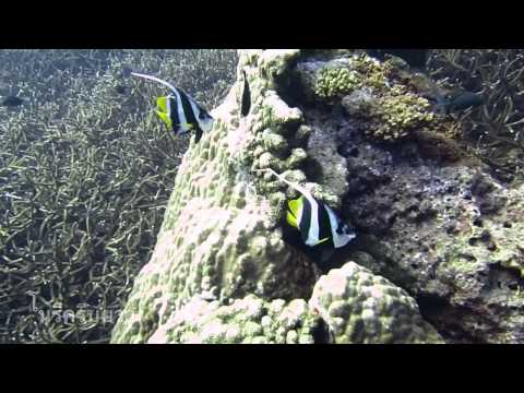 เกาะโลซิน