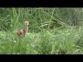 タンチョウ子育て 2011 Grus japonensis