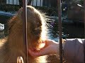 Touching Huge Adult Capybara???????????