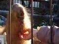 Touching Huge Adult Capybara カピバラ超うっとり