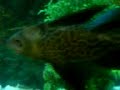 PEJELAGARTO,  TORTUGA Y PLECOSTOMUS