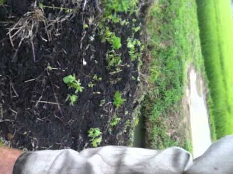 how to transplant mint
