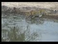  Nkorho leopard jackals waterhole