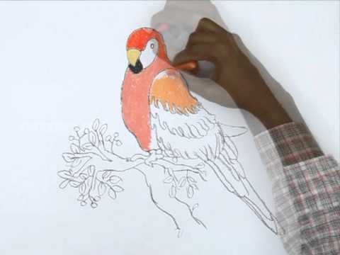 how to draw parrot