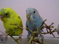 TheBudgieBirds - Budgies sharing something