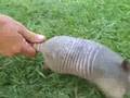 RealTexasBlog.com - Baby Armadillo