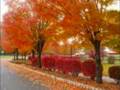 Autumn Leaves - Violin , Singer