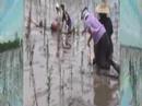 Forest Cultivation