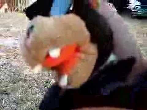 Leather Coated Tasmanian Devil