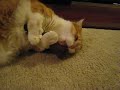 Barnes with a Catnip Toy