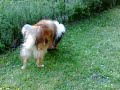 Collie Langhaar