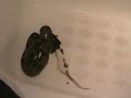Red Tail Boa Bricks In The Wall Episode 1 Red Tail Boa Bricks In The Wall Episode 1