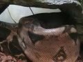 Red-Tail-Boa-Bricks-