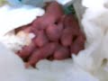 Bebés hamsters com 2 dias Bebés hamsters com 2 dias