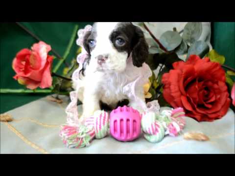 Athena AKC Chocolate White Parti Cocker Spaniel Puppy for sale