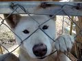 Daejeon, Korea.  Animal   Shelter - needs our help now