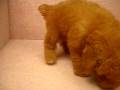 videos de 10/01 紅貴賓 poodle -公幼犬-日新犬舍(阿貴賓)