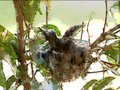 Hummer Sonata | The Hummingbird Movie | Noisivision DVD