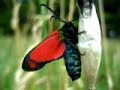 Six-spot Burnet moth freshly emerged