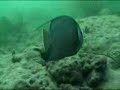 Kai Tracid - Discreet charm + coral reef