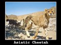 Critically Endangered Animals - Part 1