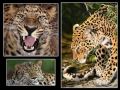 Critically Endangered Animals - Part 1