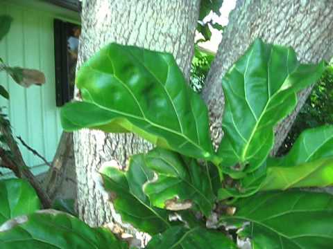 how to care for ficus lyrata